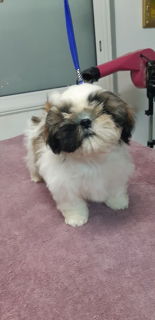 De Pepsie Pep's - Shih Tzu - Portée née le 04/09/2021