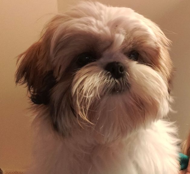 De Pepsie Pep's - Shih Tzu - Portée née le 25/07/2021