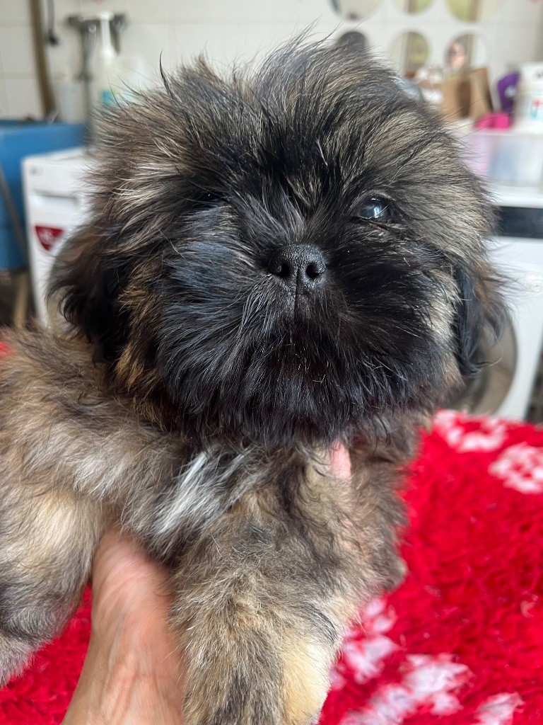De Pepsie Pep's - Chiots disponibles - Shih Tzu