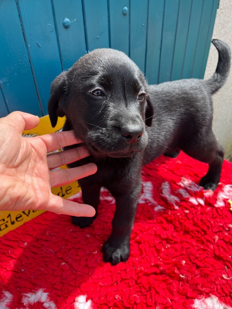 De Pepsie Pep's - Chiots disponibles - Labrador Retriever