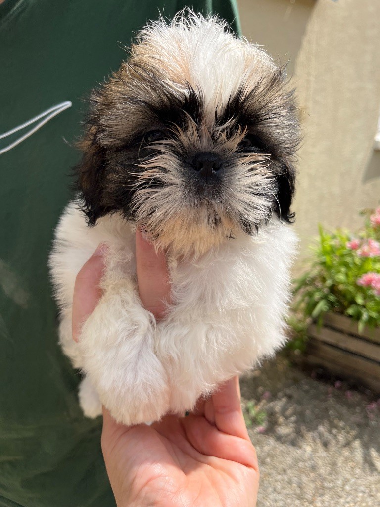 De Pepsie Pep's - Chiots disponibles - Shih Tzu