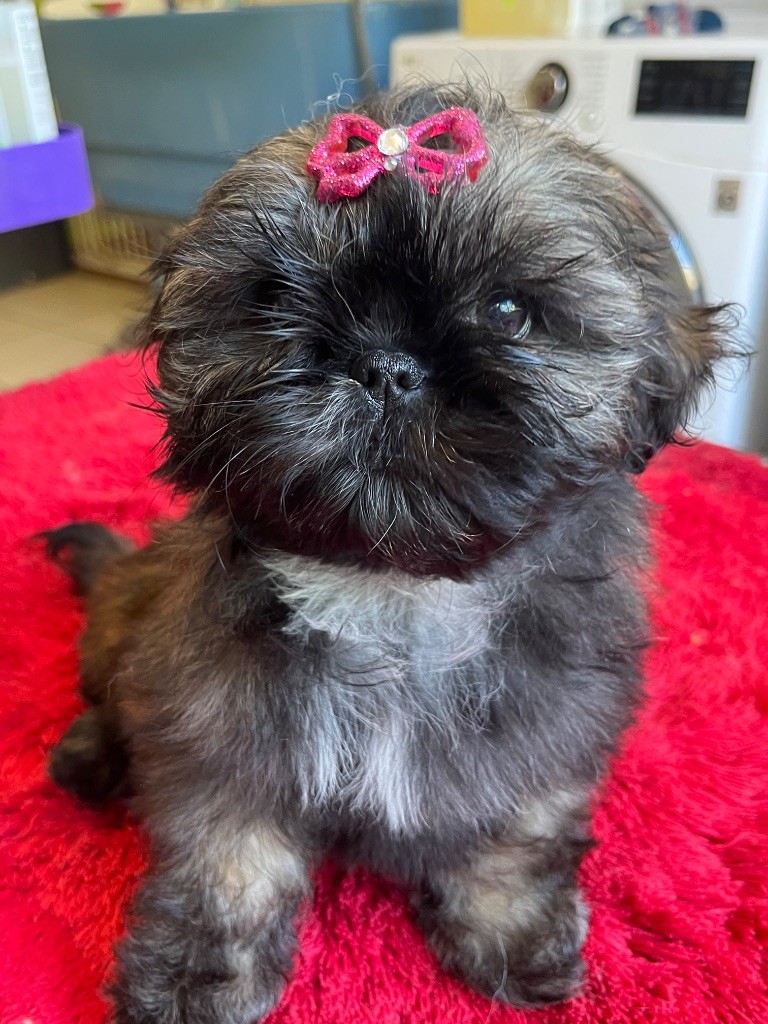 De Pepsie Pep's - Chiots disponibles - Shih Tzu