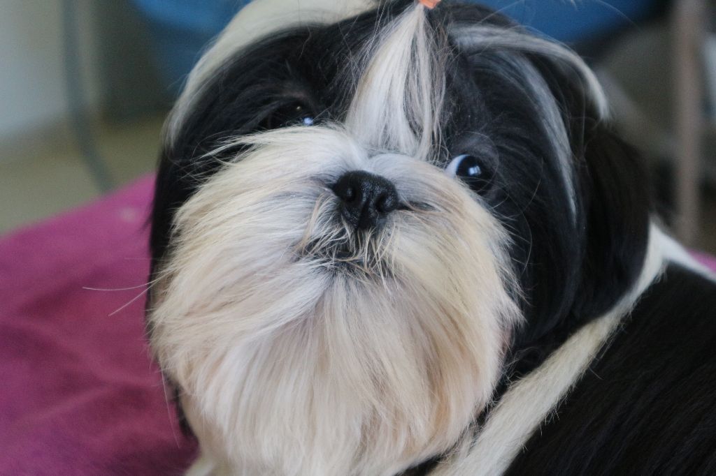 De Pepsie Pep's - Shih Tzu - Portée née le 14/10/2017