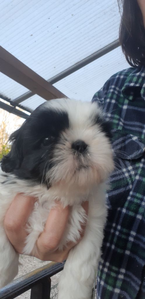 De Pepsie Pep's - Shih Tzu - Portée née le 19/03/2021