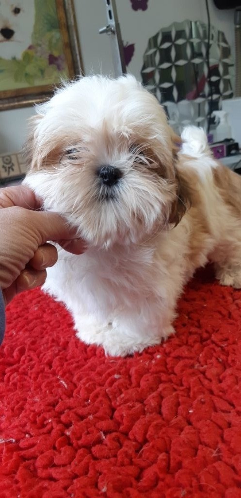 De Pepsie Pep's - Shih Tzu - Portée née le 13/07/2019