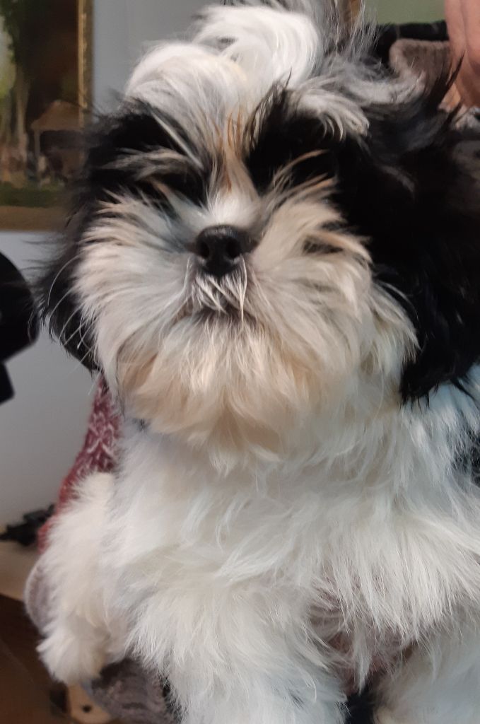 De Pepsie Pep's - Shih Tzu - Portée née le 09/10/2018