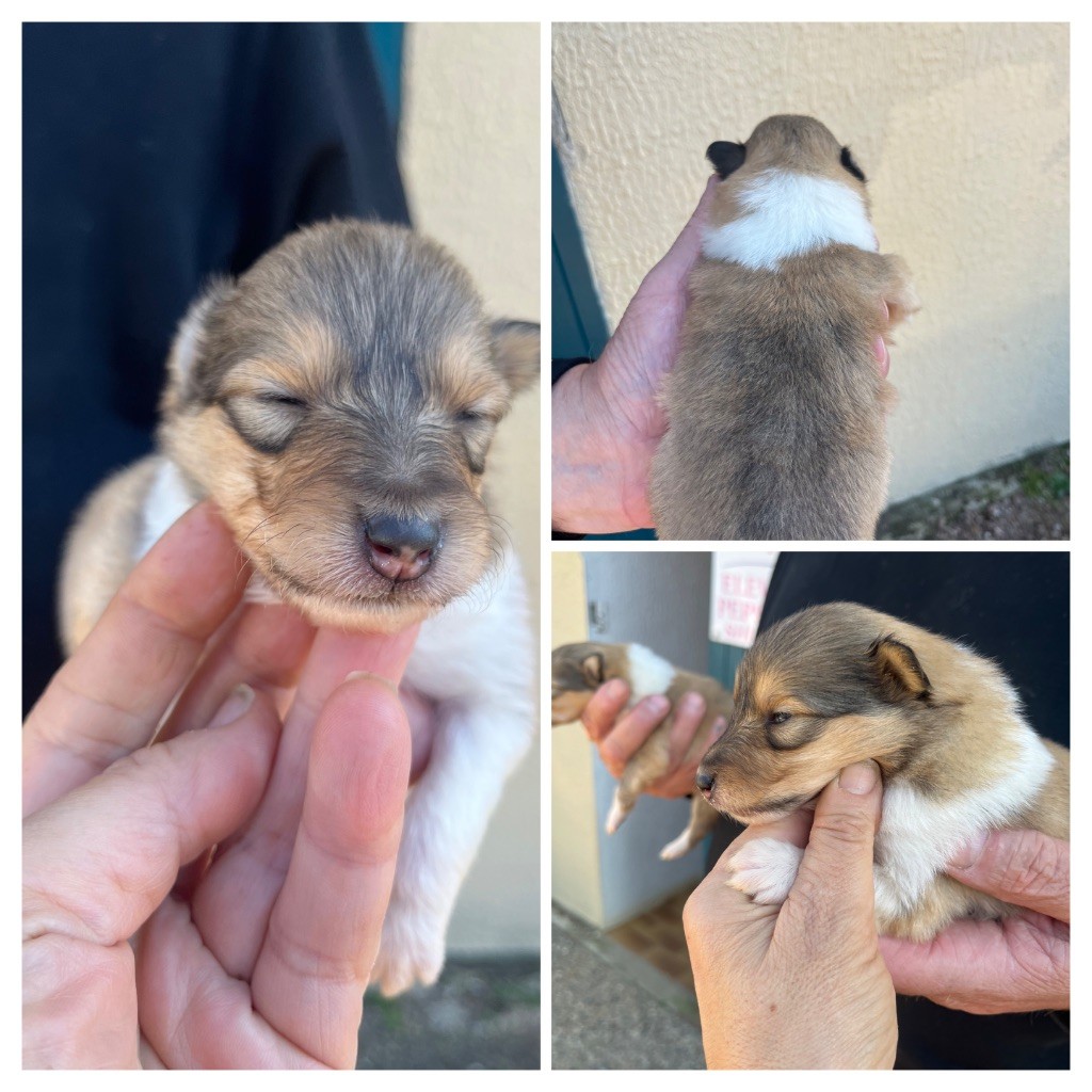 De Pepsie Pep's - Chiots disponibles - Colley à poil long