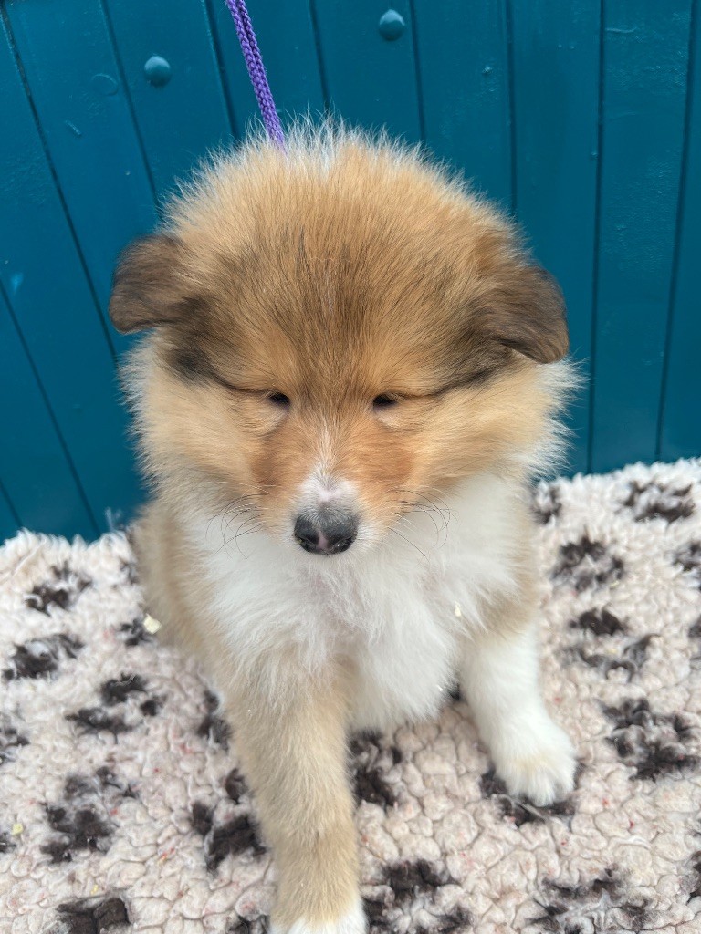 De Pepsie Pep's - Chiots disponibles - Colley à poil long