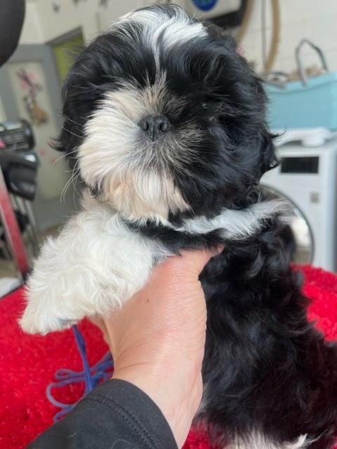 De Pepsie Pep's - Shih Tzu - Portée née le 03/03/2023