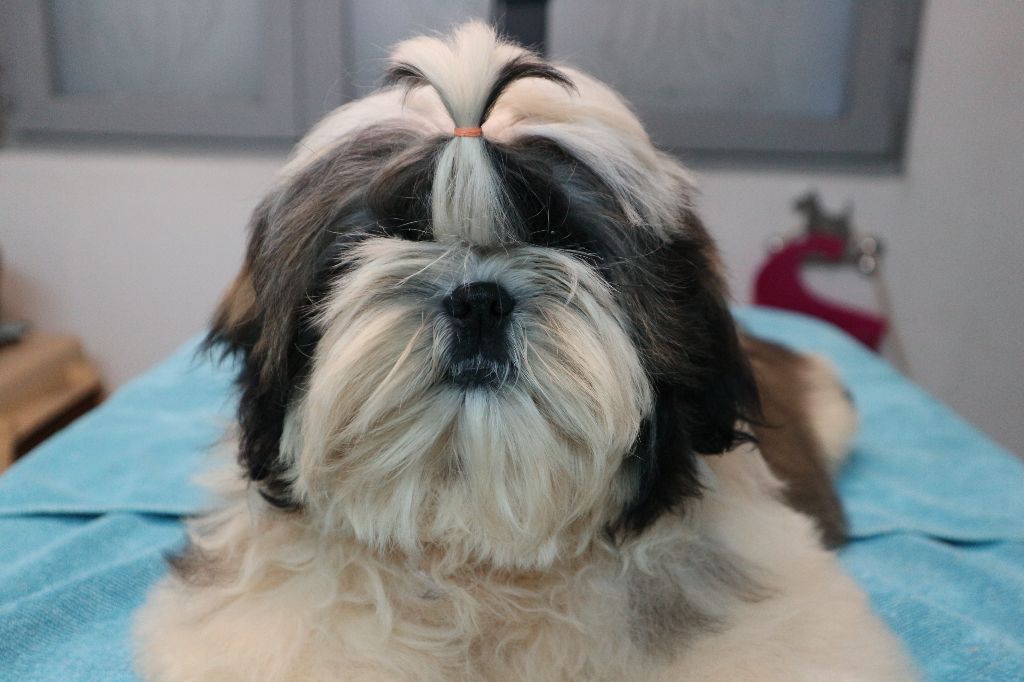 De Pepsie Pep's - Shih Tzu - Portée née le 19/10/2017