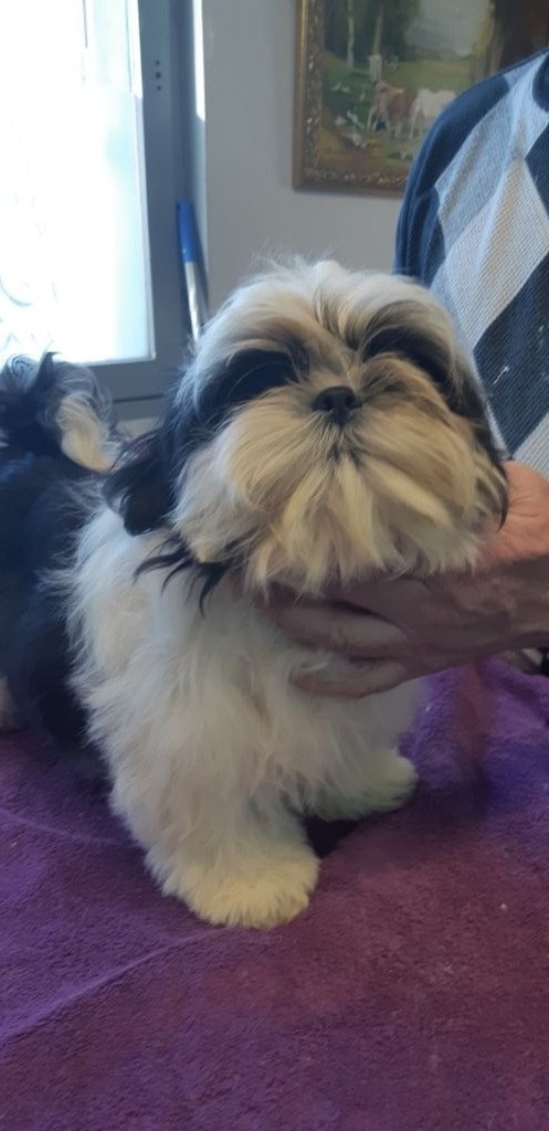 De Pepsie Pep's - Shih Tzu - Portée née le 09/10/2018