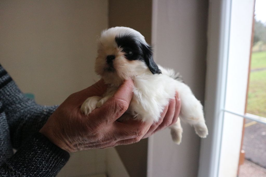 De Pepsie Pep's - Shih Tzu - Portée née le 24/10/2017