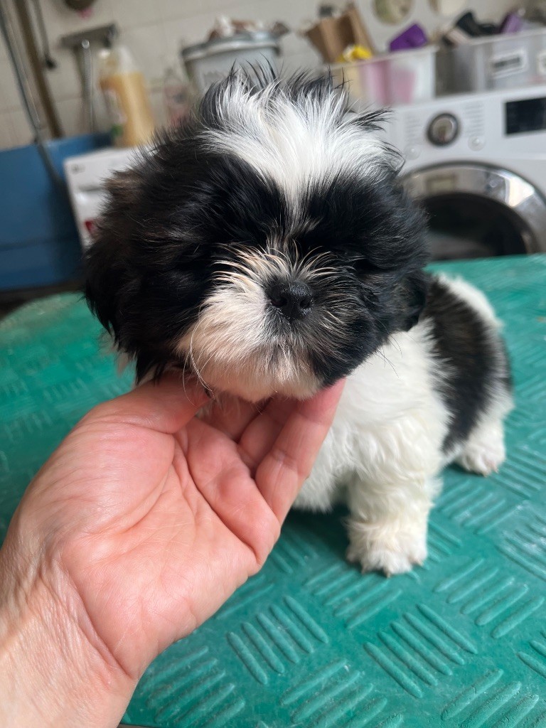 De Pepsie Pep's - Chiots disponibles - Shih Tzu