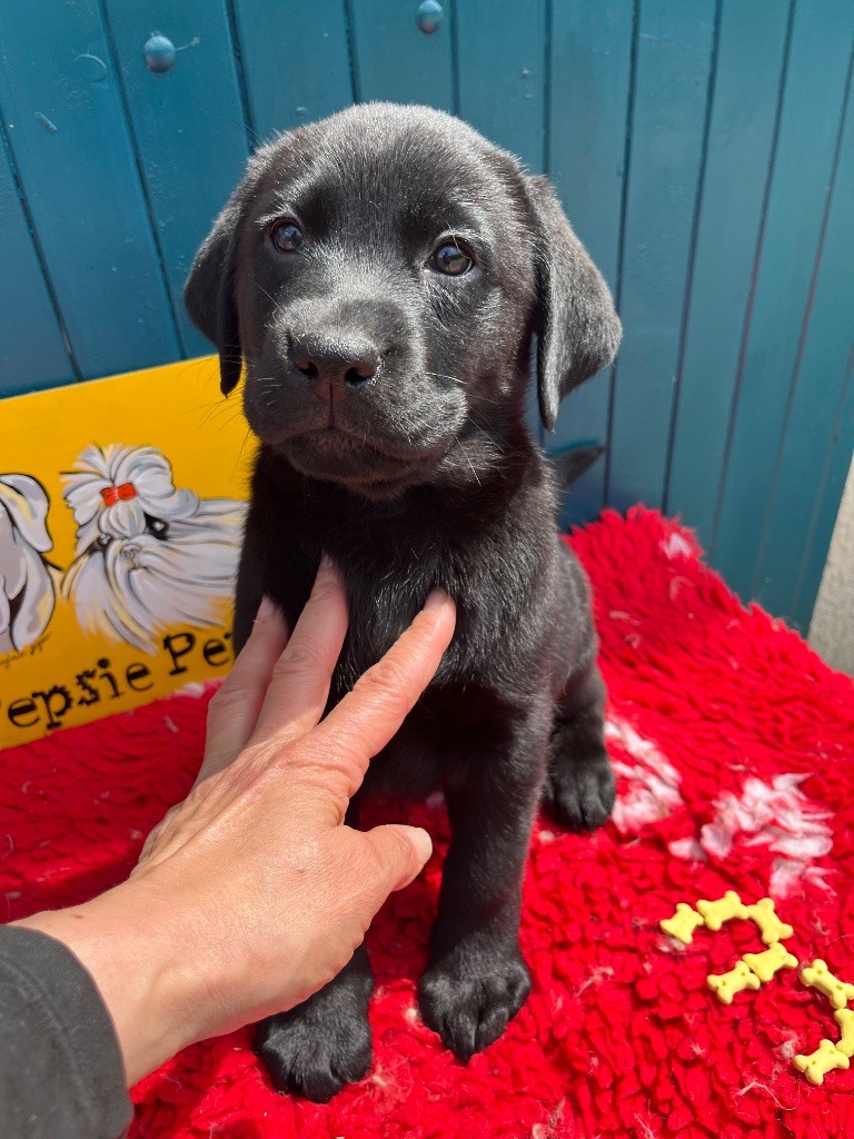 De Pepsie Pep's - Chiots disponibles - Labrador Retriever