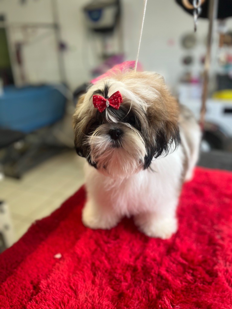 De Pepsie Pep's - Shih Tzu - Portée née le 01/08/2022