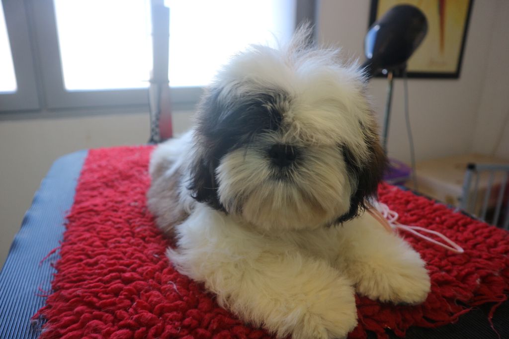 De Pepsie Pep's - Shih Tzu - Portée née le 13/03/2018