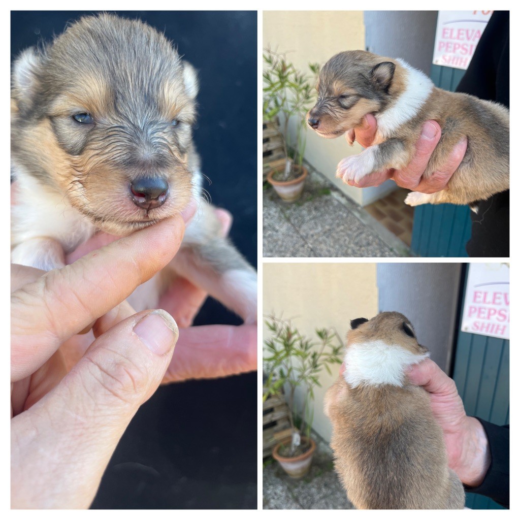 De Pepsie Pep's - Chiots disponibles - Colley à poil long