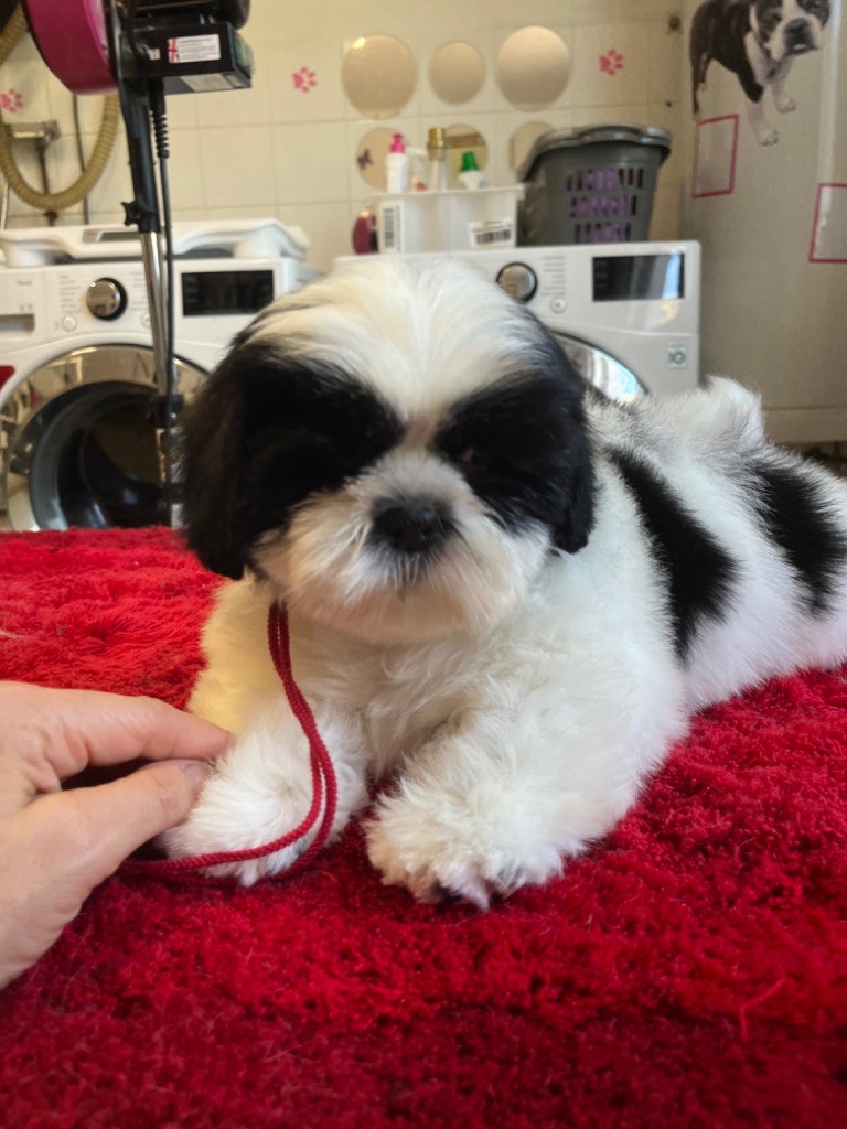 De Pepsie Pep's - Shih Tzu - Portée née le 08/08/2023