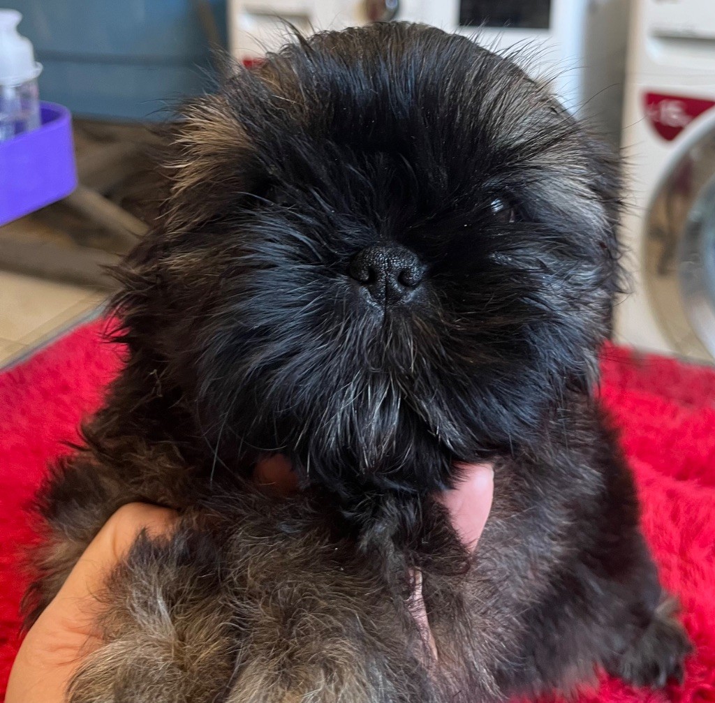 De Pepsie Pep's - Chiots disponibles - Shih Tzu