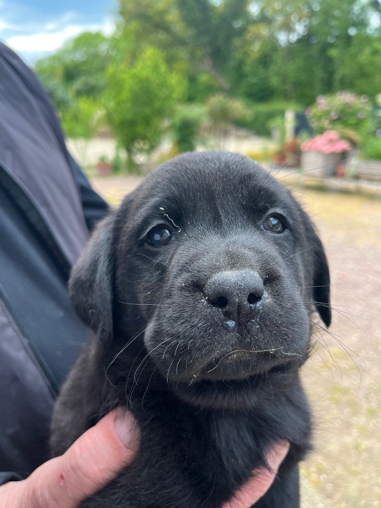De Pepsie Pep's - Chiots disponibles - Labrador Retriever
