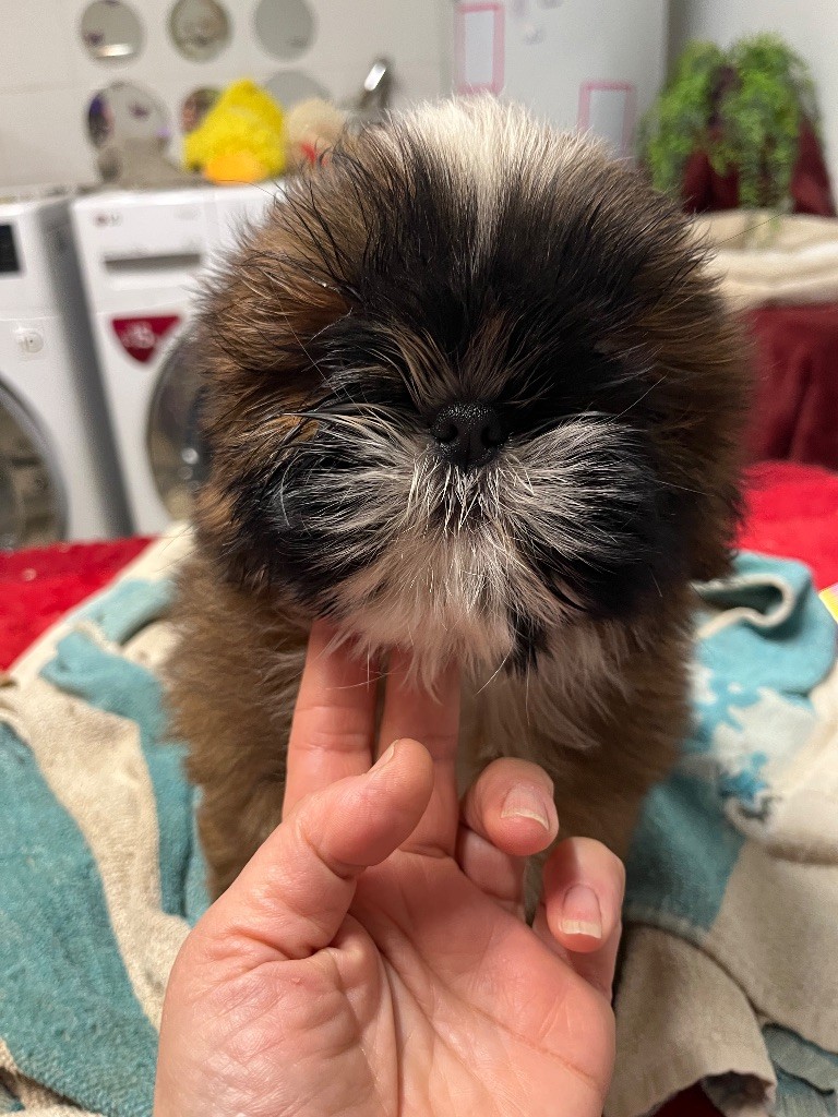 De Pepsie Pep's - Chiots disponibles - Shih Tzu