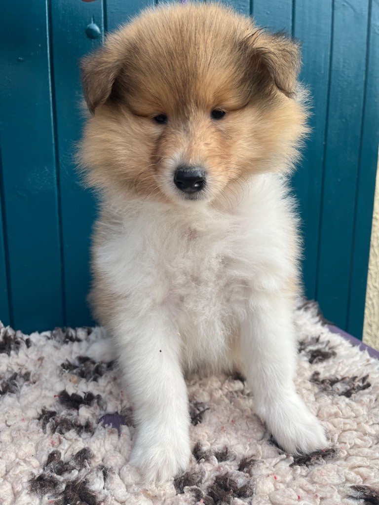 De Pepsie Pep's - Chiots disponibles - Colley à poil long