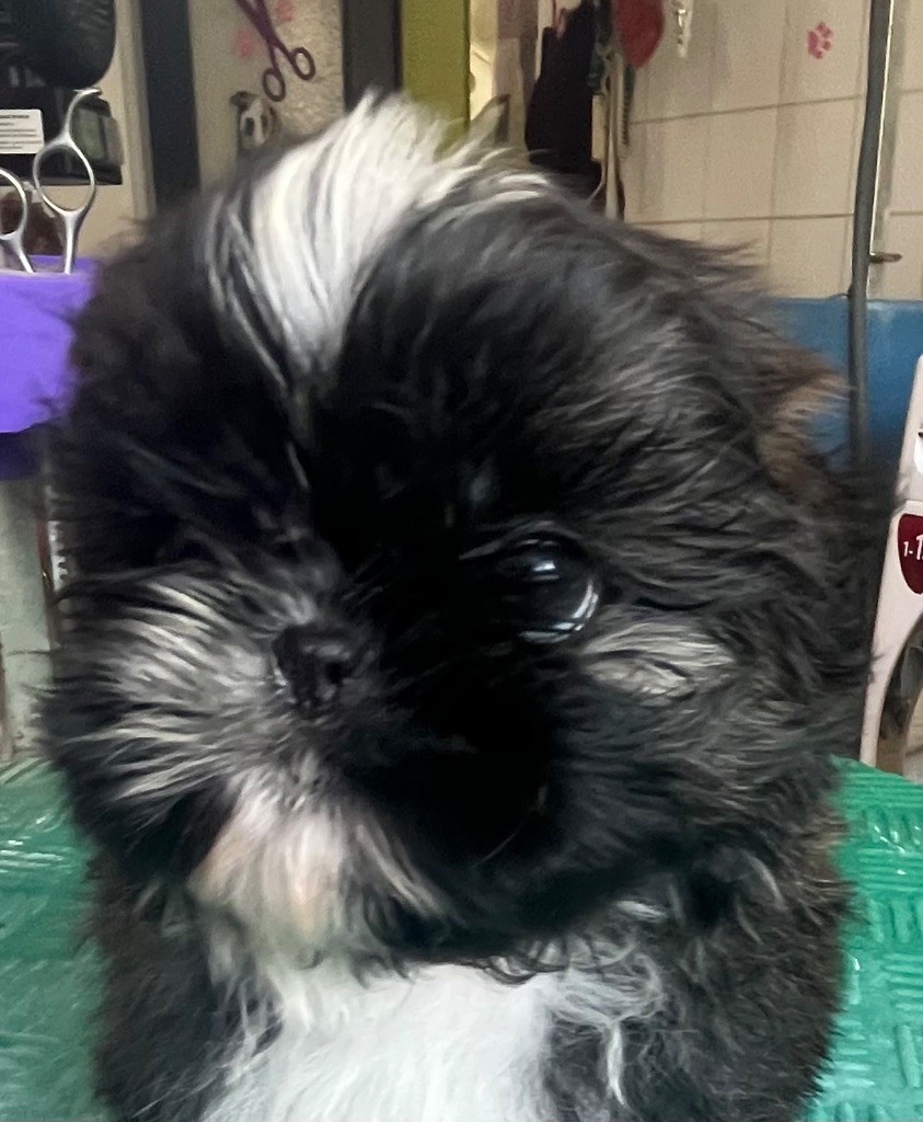 De Pepsie Pep's - Chiots disponibles - Shih Tzu