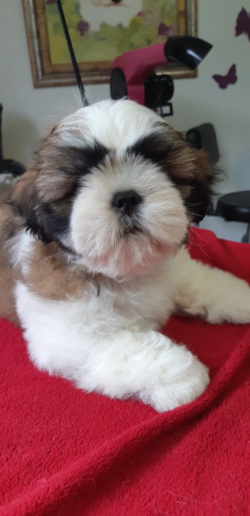De Pepsie Pep's - Shih Tzu - Portée née le 27/07/2021