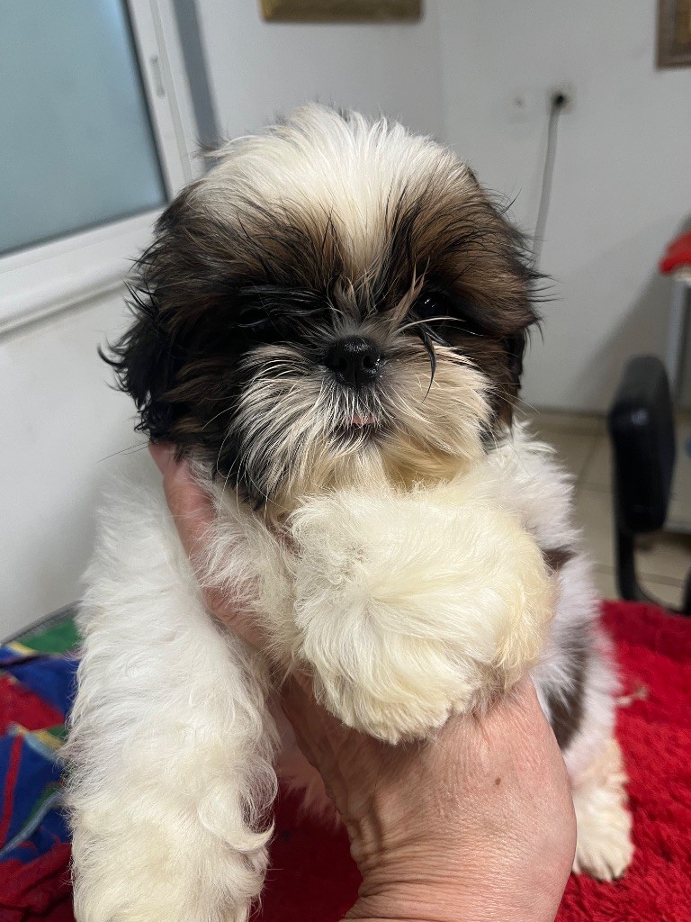 De Pepsie Pep's - Chiots disponibles - Shih Tzu