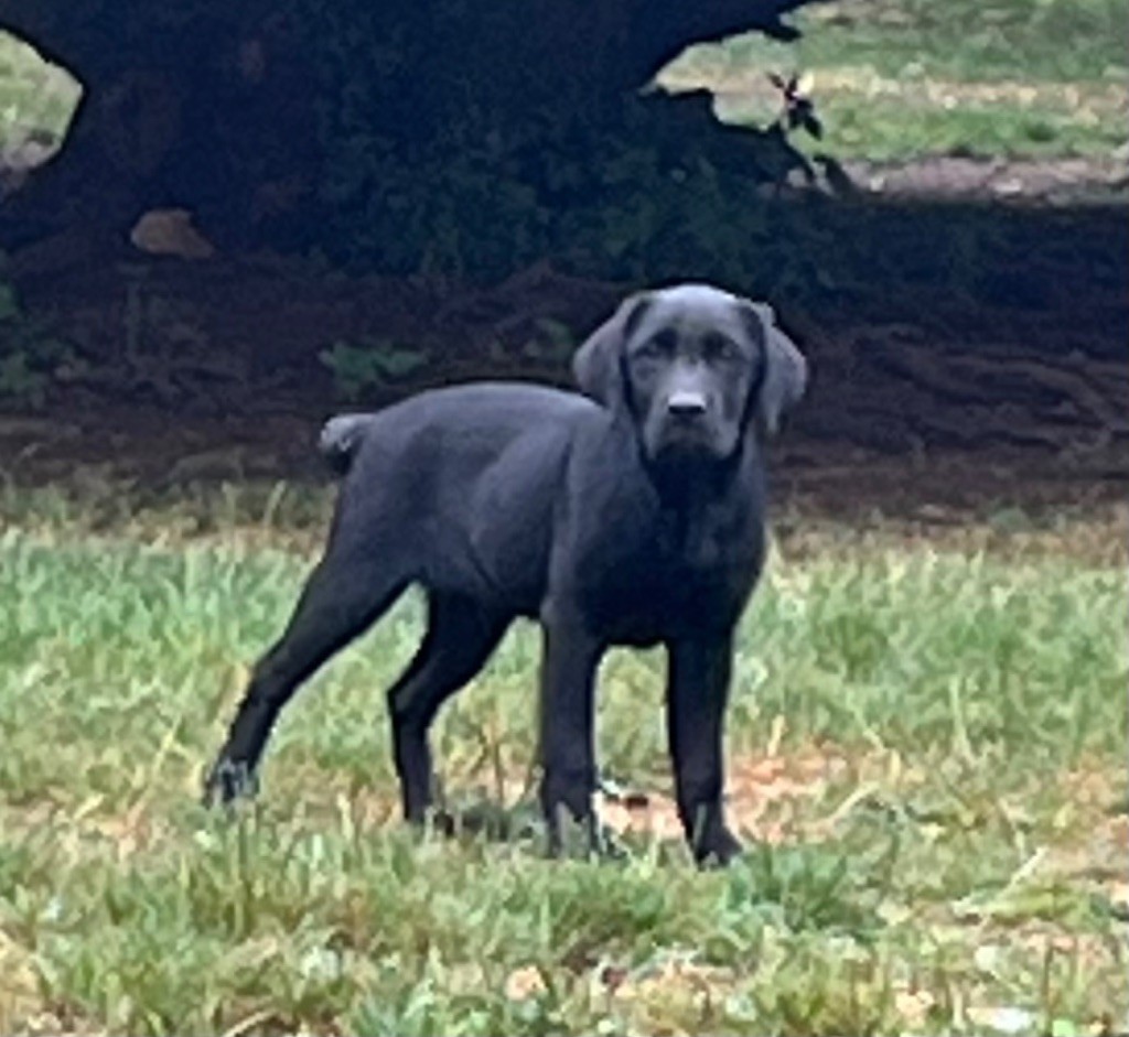 De Pepsie Pep's - Chiots disponibles - Labrador Retriever