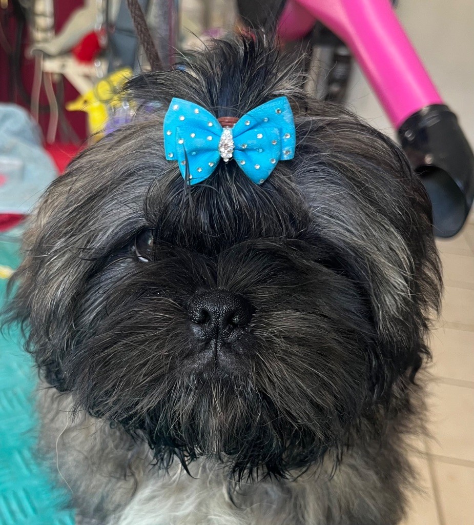 De Pepsie Pep's - Chiots disponibles - Shih Tzu