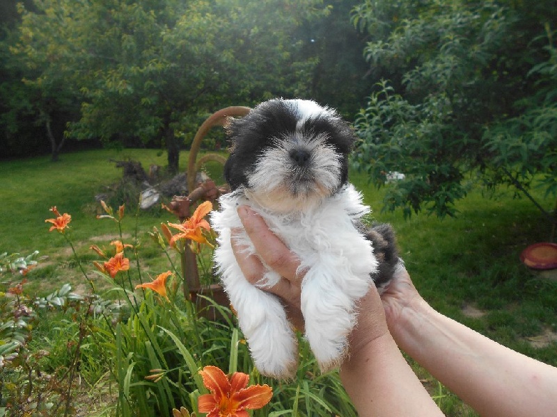 De Pepsie Pep's - Shih Tzu - Portée née le 09/05/2016