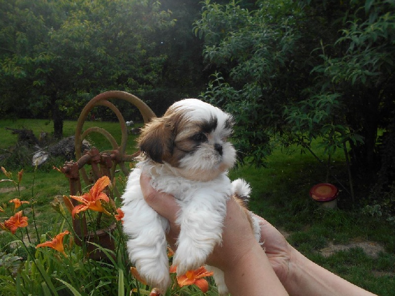 De Pepsie Pep's - Shih Tzu - Portée née le 09/05/2016
