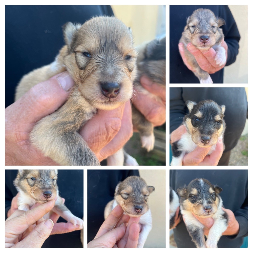 Chiot Colley à poil long De Pepsie Pep's