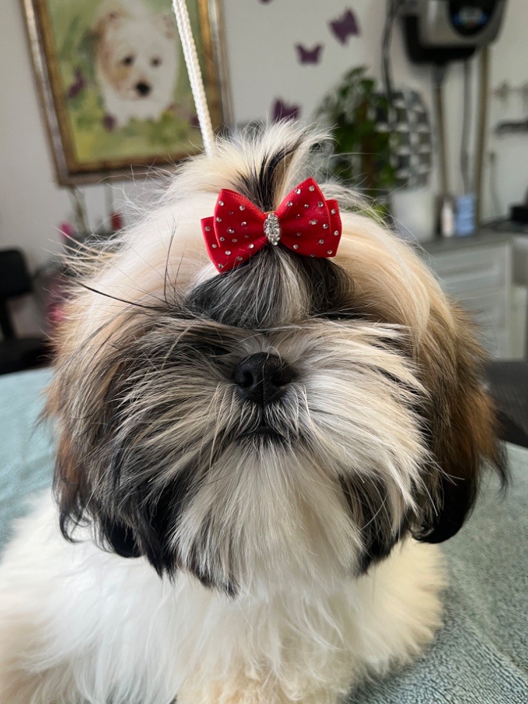 De Pepsie Pep's - Shih Tzu - Portée née le 16/10/2021