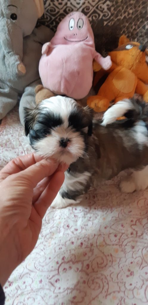 De Pepsie Pep's - Shih Tzu - Portée née le 05/10/2020