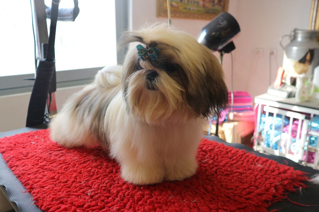 De Pepsie Pep's - Shih Tzu - Portée née le 07/02/2018