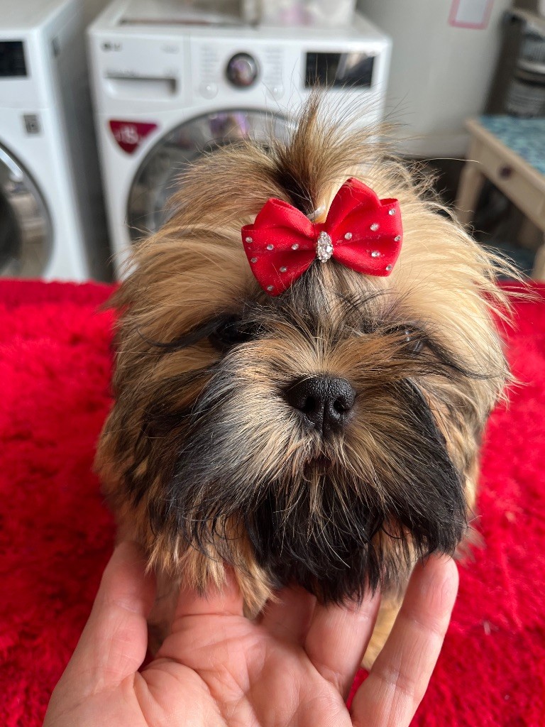 De Pepsie Pep's - Chiots disponibles - Shih Tzu