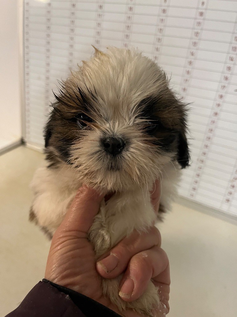 De Pepsie Pep's - Chiots disponibles - Shih Tzu