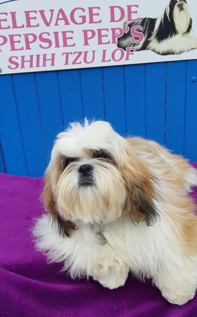 De Pepsie Pep's - Shih Tzu - Portée née le 03/01/2021