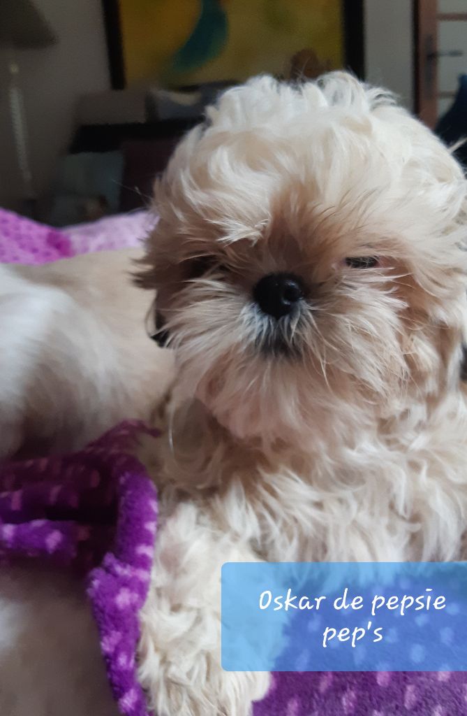De Pepsie Pep's - Shih Tzu - Portée née le 08/10/2018