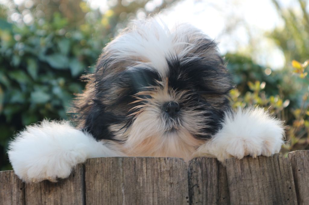 De Pepsie Pep's - Shih Tzu - Portée née le 12/02/2018