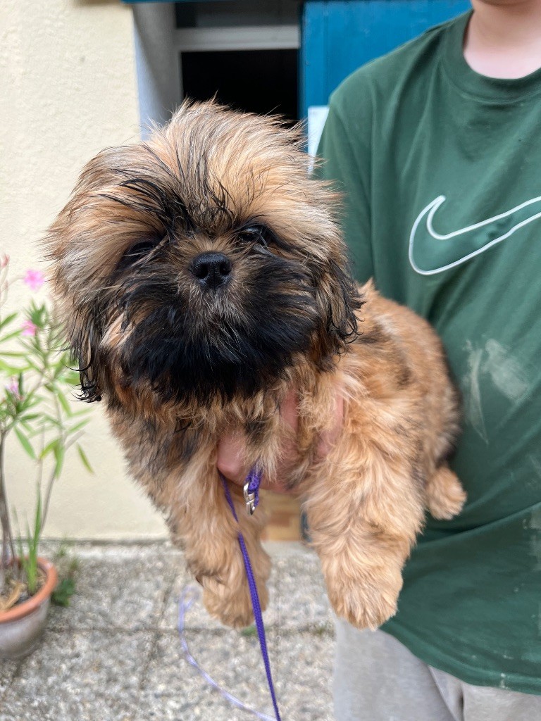 De Pepsie Pep's - Chiots disponibles - Shih Tzu
