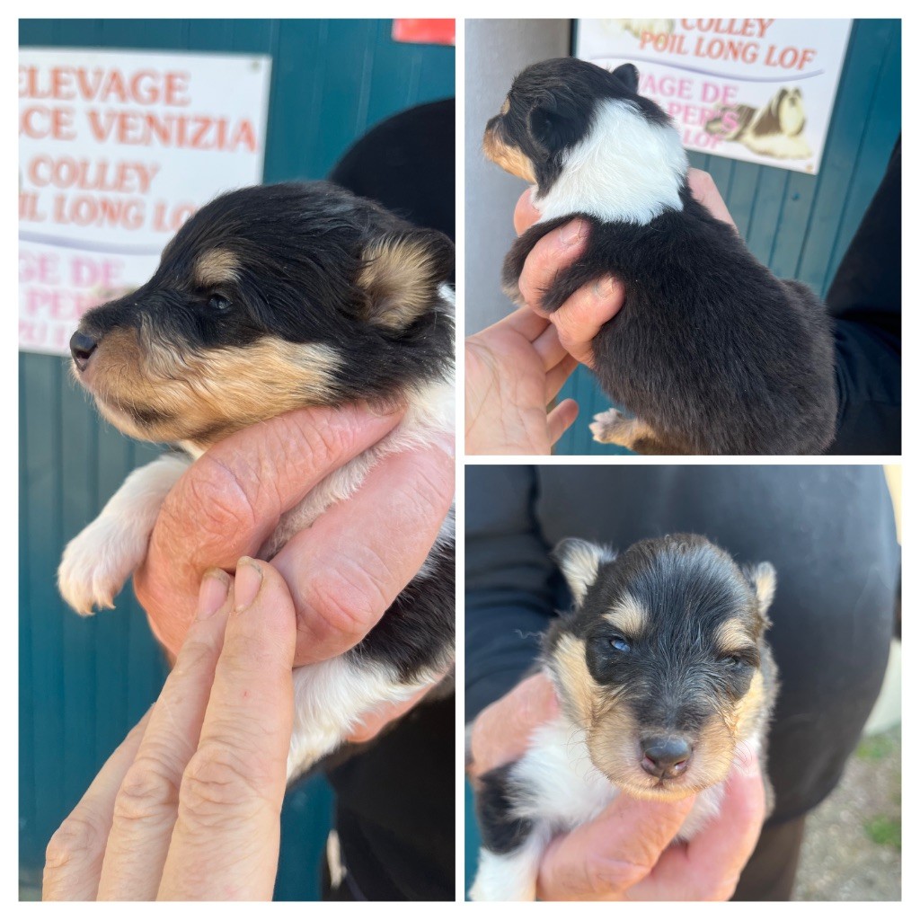 De Pepsie Pep's - Chiots disponibles - Colley à poil long