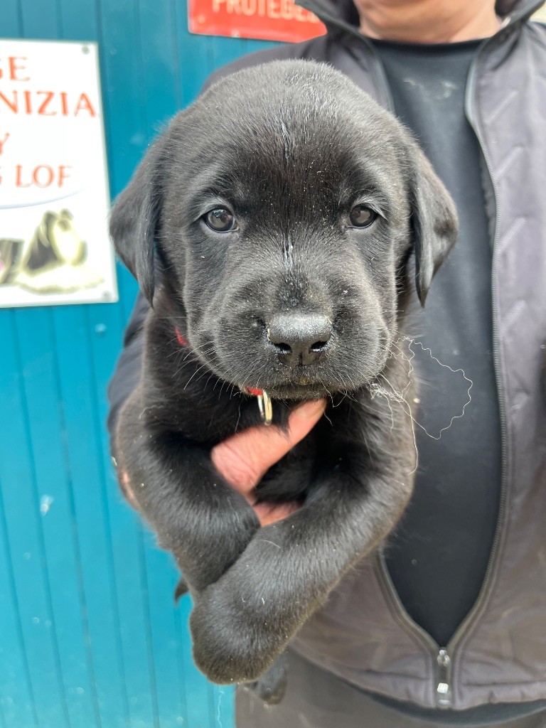 De Pepsie Pep's - Chiots disponibles - Labrador Retriever