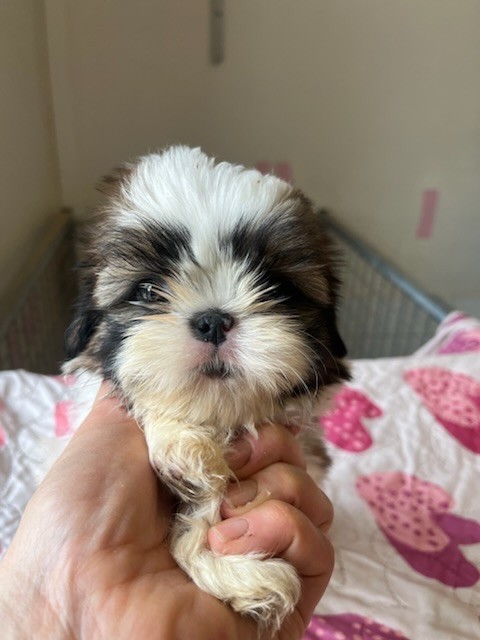 De Pepsie Pep's - Shih Tzu - Portée née le 19/11/2022