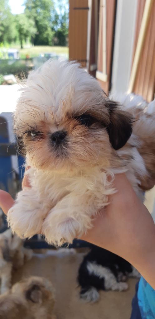 De Pepsie Pep's - Shih Tzu - Portée née le 04/04/2020
