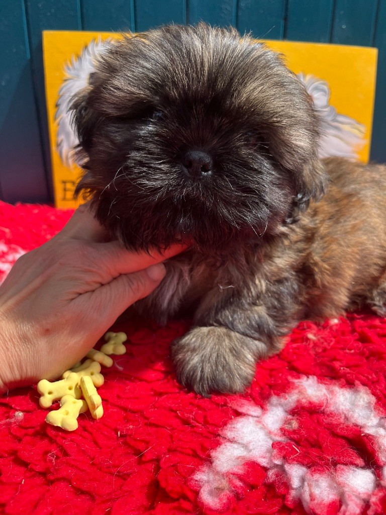 De Pepsie Pep's - Chiots disponibles - Shih Tzu