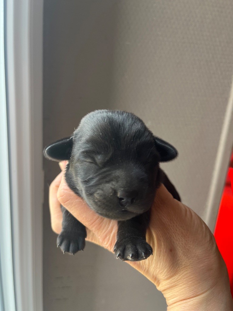 De Pepsie Pep's - Chiots disponibles - Labrador Retriever