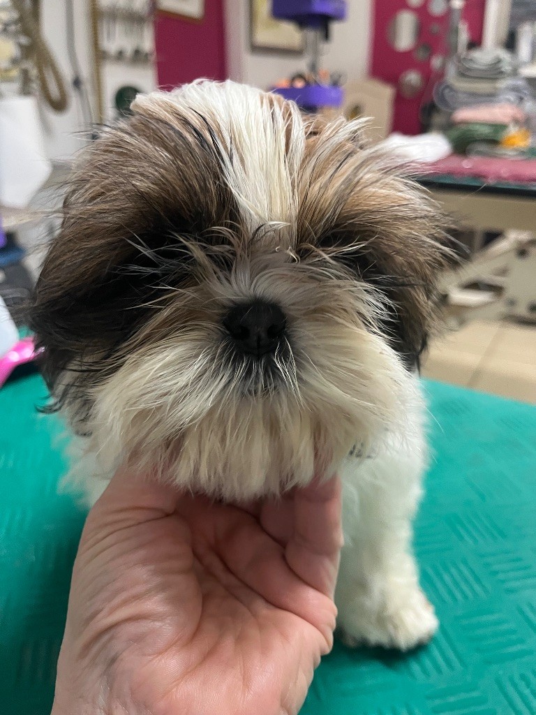 De Pepsie Pep's - Chiots disponibles - Shih Tzu